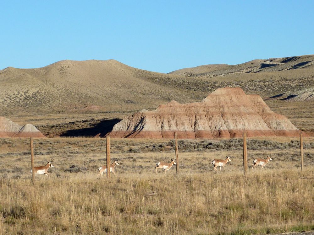 sur la route vers Pinedale (11).JPG
